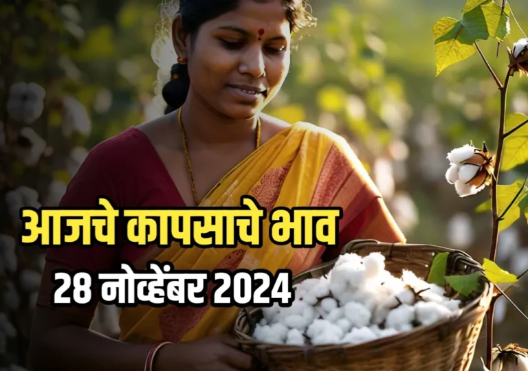 Cotton Rate : आजचे कापसाचे भाव | 28 नोव्हेंबर 2024