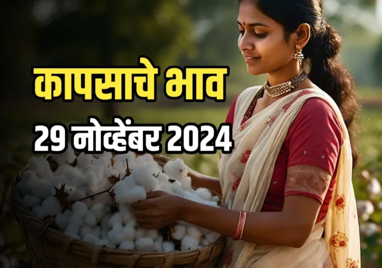 Cotton Rate : आजचे कापसाचे भाव | 29 नोव्हेंबर 2024