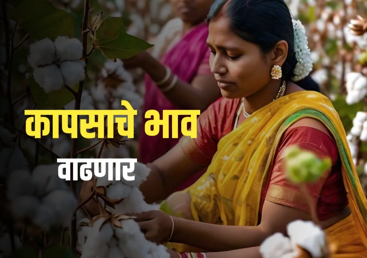 Cotton Rate : आजचे कापसाचे भाव | 30 नोव्हेंबर 2024