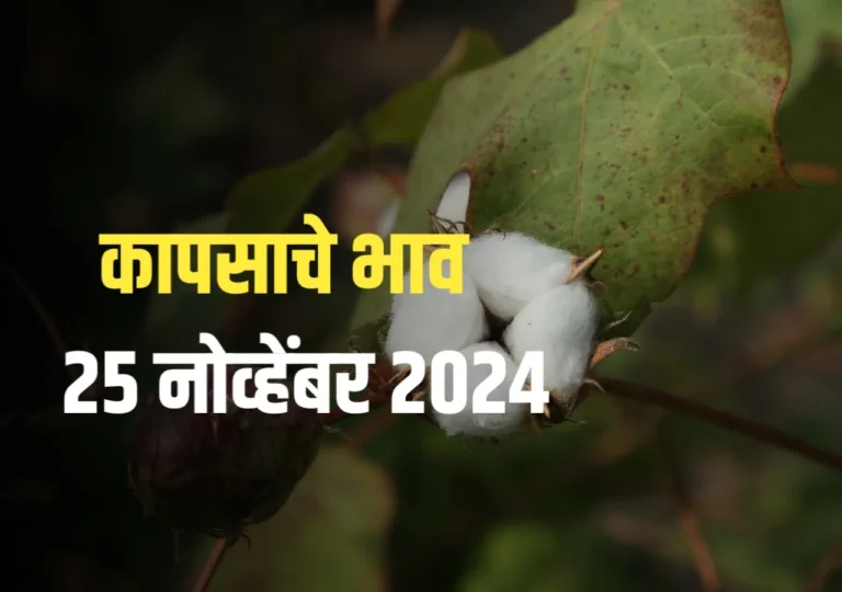 Cotton Market : आजचे कापसाचे भाव | 25 नोव्हेंबर 2024