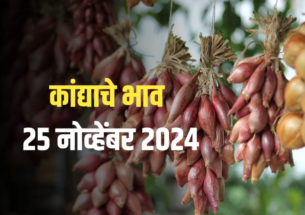 Onions Market : आजचे कांद्याचे भाव | 25 नोव्हेंबर 2024