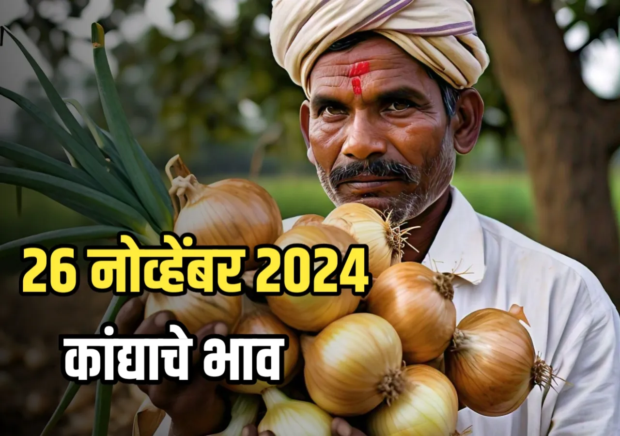 Onions Rate : आजचे कांद्याचे भाव | 26/11/2024