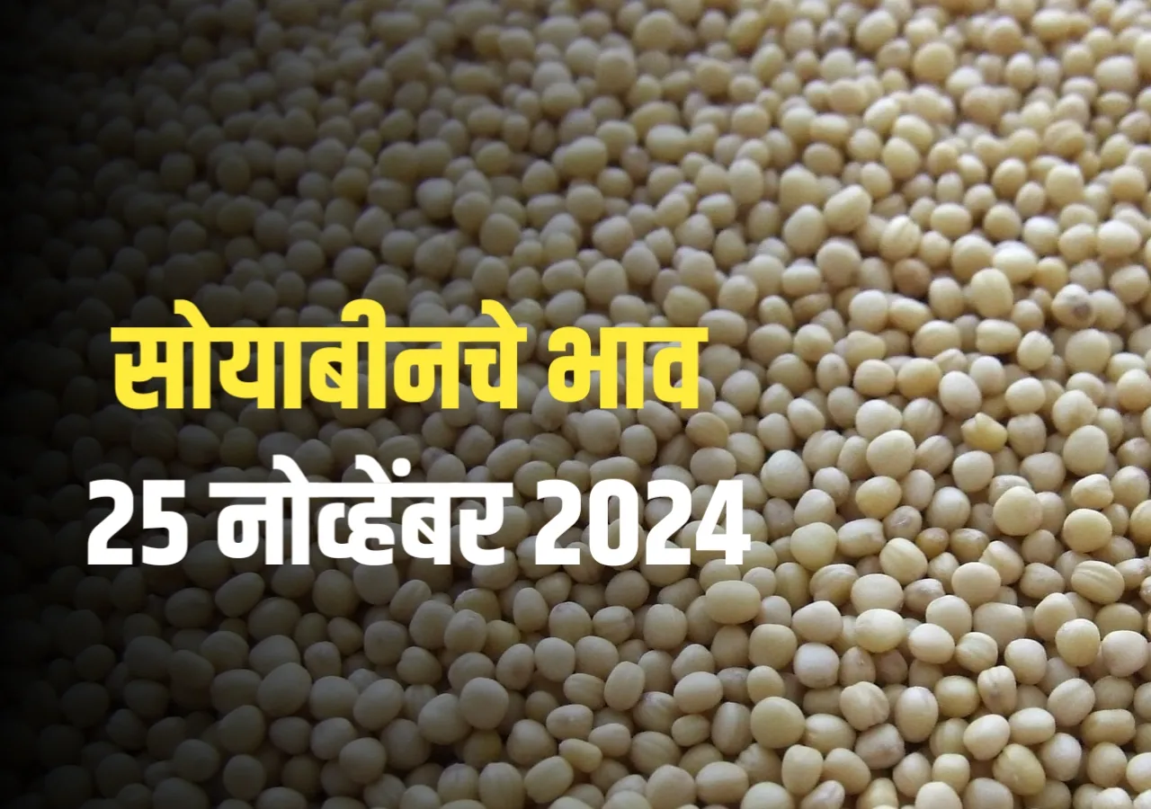 Soybean Rate : आजचे सोयाबीन भाव (25 नोव्हेंबर 2024)