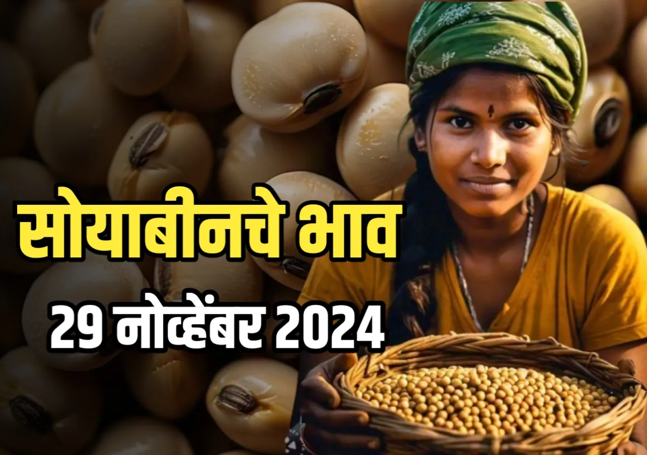 Soybean Rate : आजचे सोयाबीनचे भाव | 29 नोव्हेंबर 2024