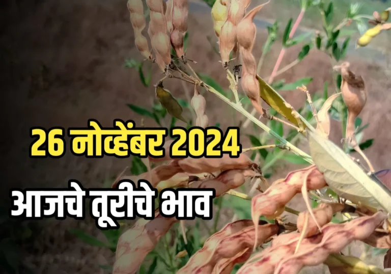 Tur Rate : आजचे तूरीचे भाव | 27 नोव्हेंबर 2024