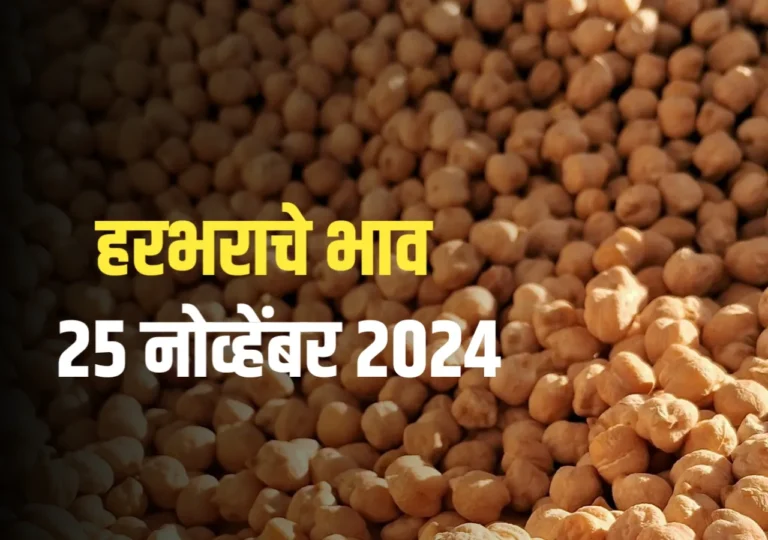 Chana Rate : हरभराचे दर | 25 नोव्हेंबर 2024 च्या अपडेट्स