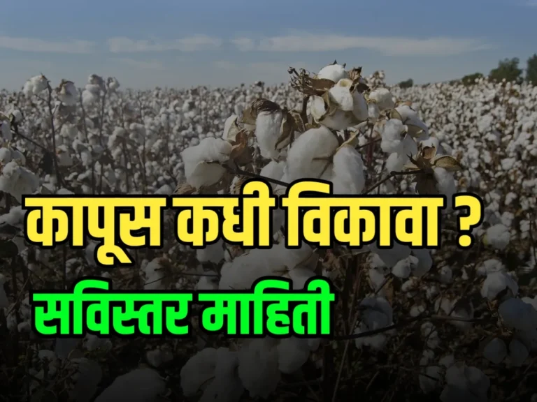 Cotton Market : कापूस कधी विकावा 2024 ?