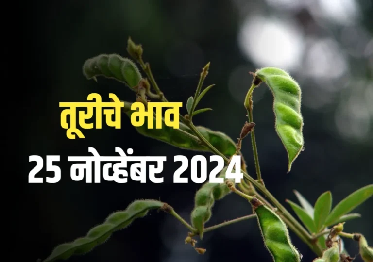 Tur Rate : आजचे तूरीचे भाव दर (25 नोव्हेंबर 2024)