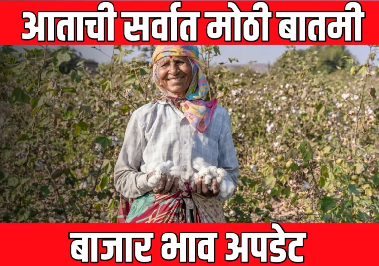 Cotton Rate : आजचे कापसाचे बाजारभाव | 15 मार्च 2025