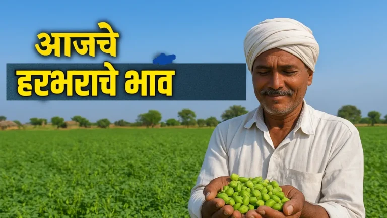 आजचे हरभऱ्याचे भाव : शेतकऱ्यांसाठी महत्वाची बाजार माहिती (20 ऑगस्ट 2025) | Gram price