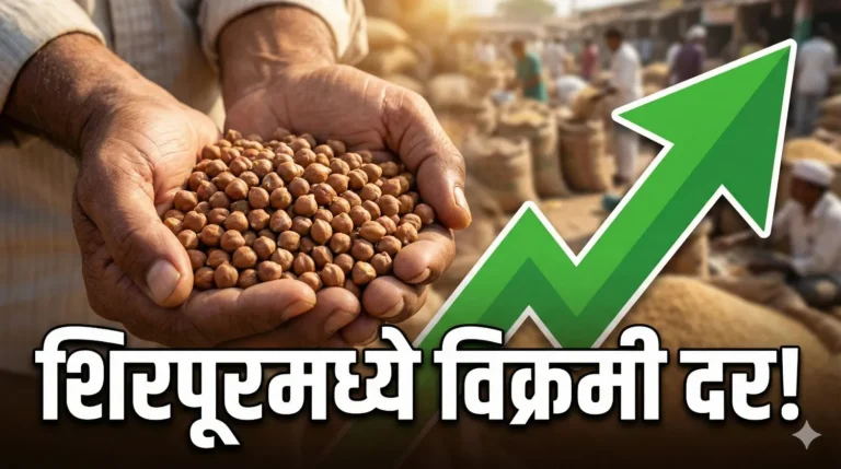 MSAMB Harabhara Bajar Bhav: शिरपूरमध्ये ८९०० चा उच्चांक! आजचे ताजे बाजारभाव