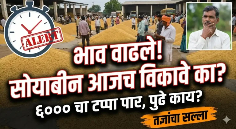 MSAMB Soybean Bajar Bhav: जालन्यात सोयाबीन ६ हजारी! अकोल्यातही विक्रमी आवक