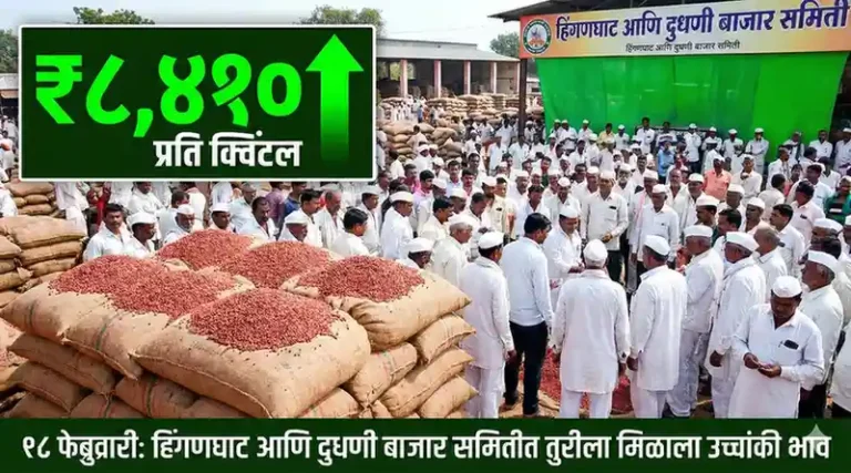 बाजार समितीमध्ये लाल तुरीचा लिलाव आणि शेतकऱ्यांची गर्दी (Red Tur auction at APMC Market Yard)