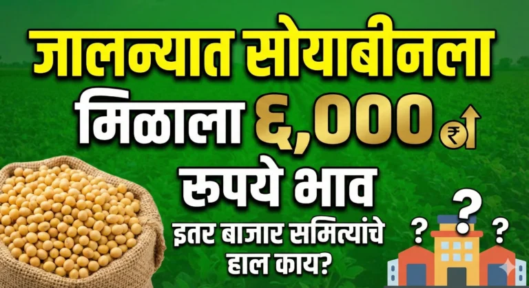 Heap of yellow soybean in agricultural market yard Maharashtra (बाजार समितीत पिवळ्या सोयाबीनचा ढीग)