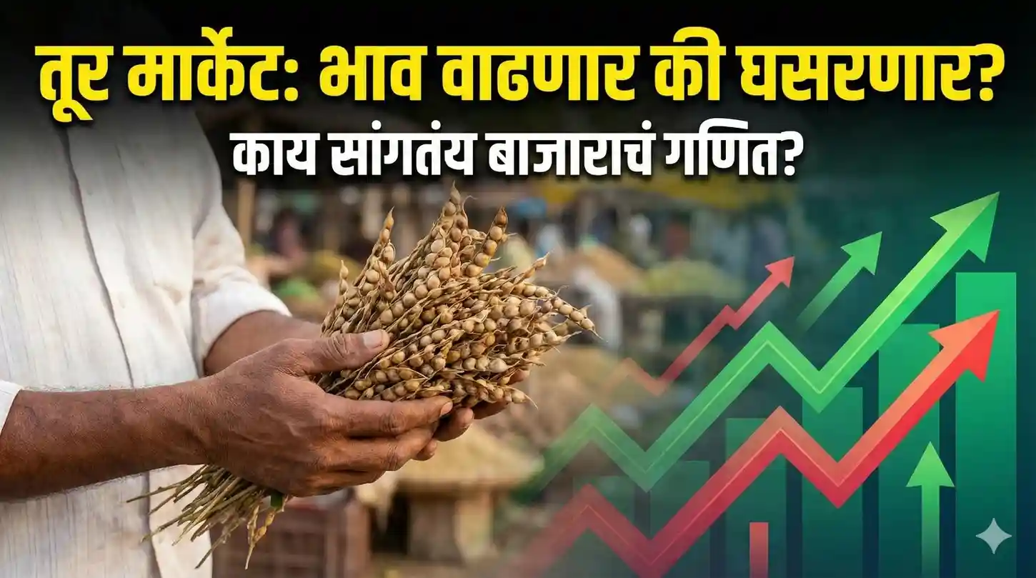 तूर मार्केट (Tur Market) भाववाढ आणि बाजारभाव