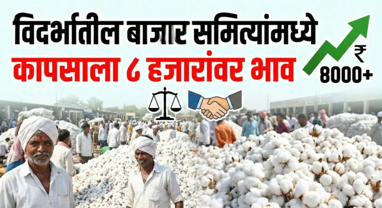 कापूस बाजार समिती लिलाव दृश्य (Cotton Market Auction Scene)