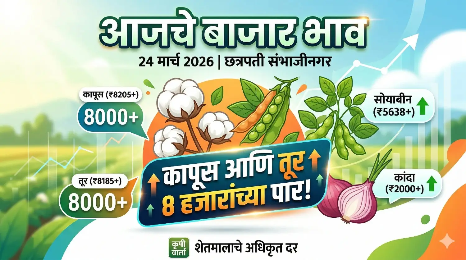 आजचे बाजार भाव २४ मार्च २०२६ कापूस तूर सोयाबीन कांदा दर